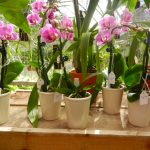 R. F. Orchids