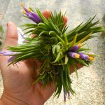 I have a soft spot for air plants.